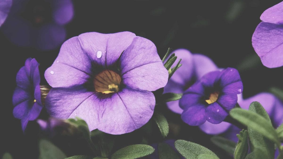 Stadtkultur Walk Bonn – photo 2