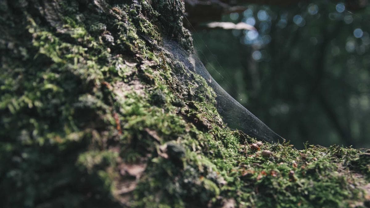 Community Garden Day Frankfurt – photo 2