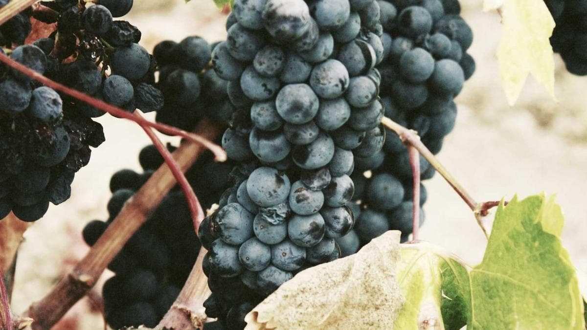 Salsa Social Münster – photo 2