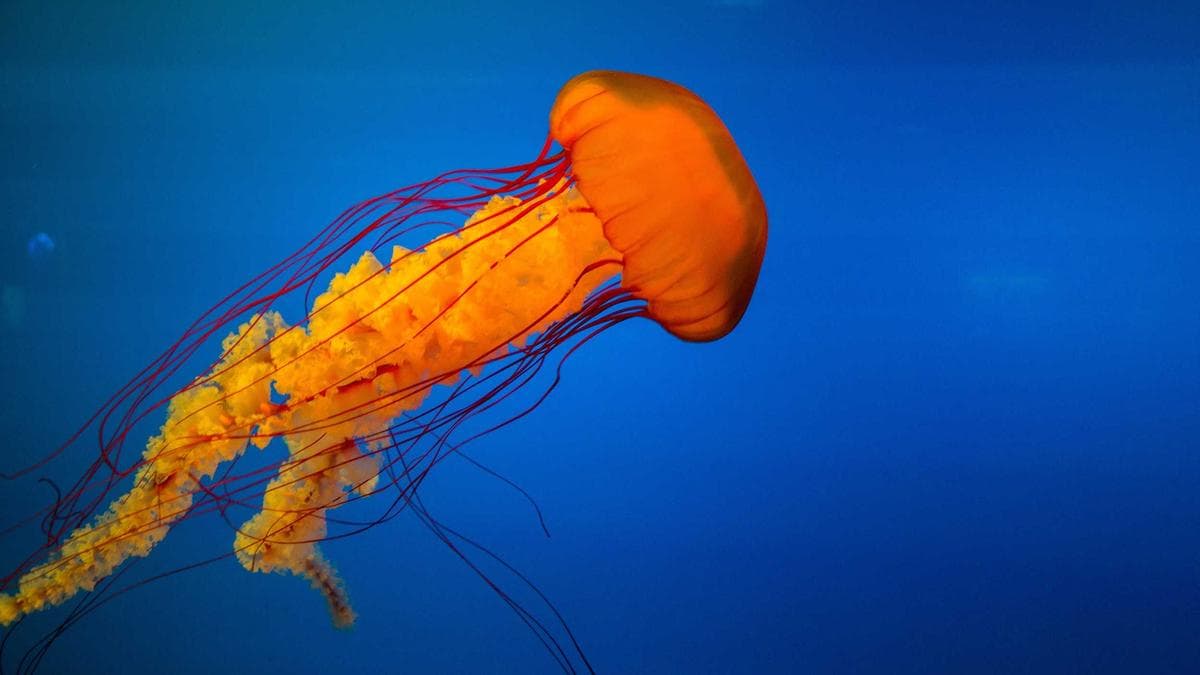 International Campus Meet Nürnberg – photo 2