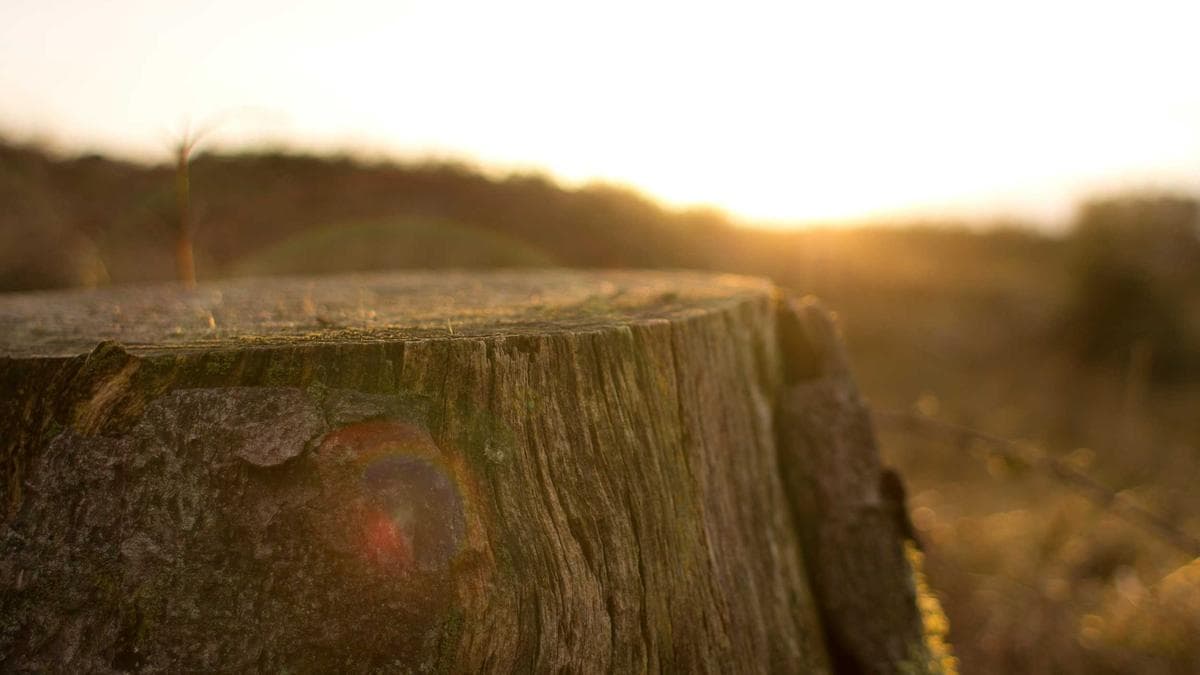 Open-Air Konzert in Regensburg
