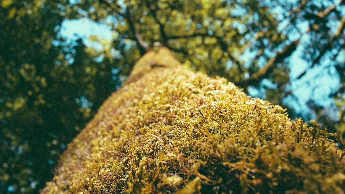 Nachbarschaftsfest Weimar – photo 2